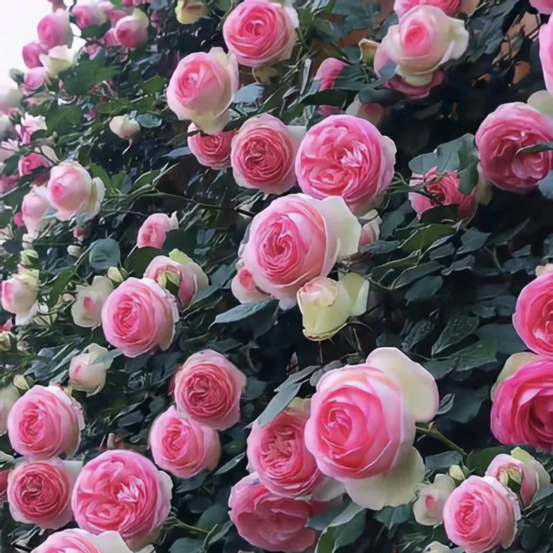 🌺 Roniroosi seemned-EE
