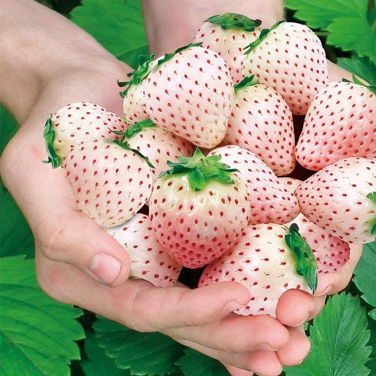 Semillas de fresa que producen todo el año-ES