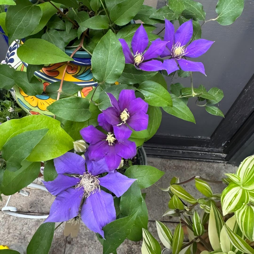 Clematis sėklos – vynmedžių karalienė-LT