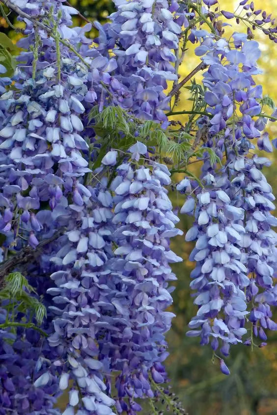 Semillas de glicina: la belleza en cascada del jardín todo el año-ES