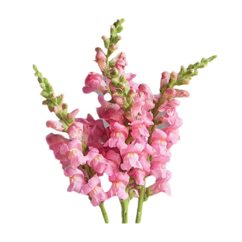 Semena rože Royal Garden Snapdragon – izbira vrtnarjev za visoke, pisane cvetove za rezano cvetje 🌸-SI
