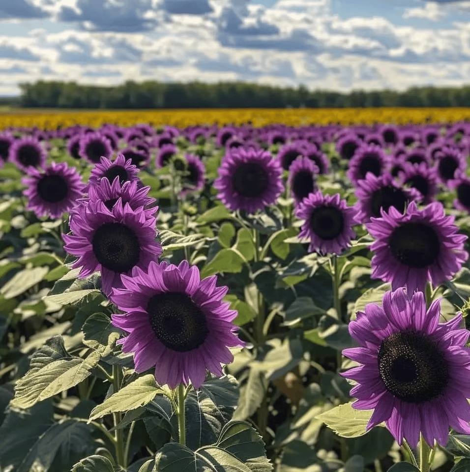💜Retų saulėgrąžų augalų sodas - milžiniškos violetinės saulėgrąžų sėklos-LT