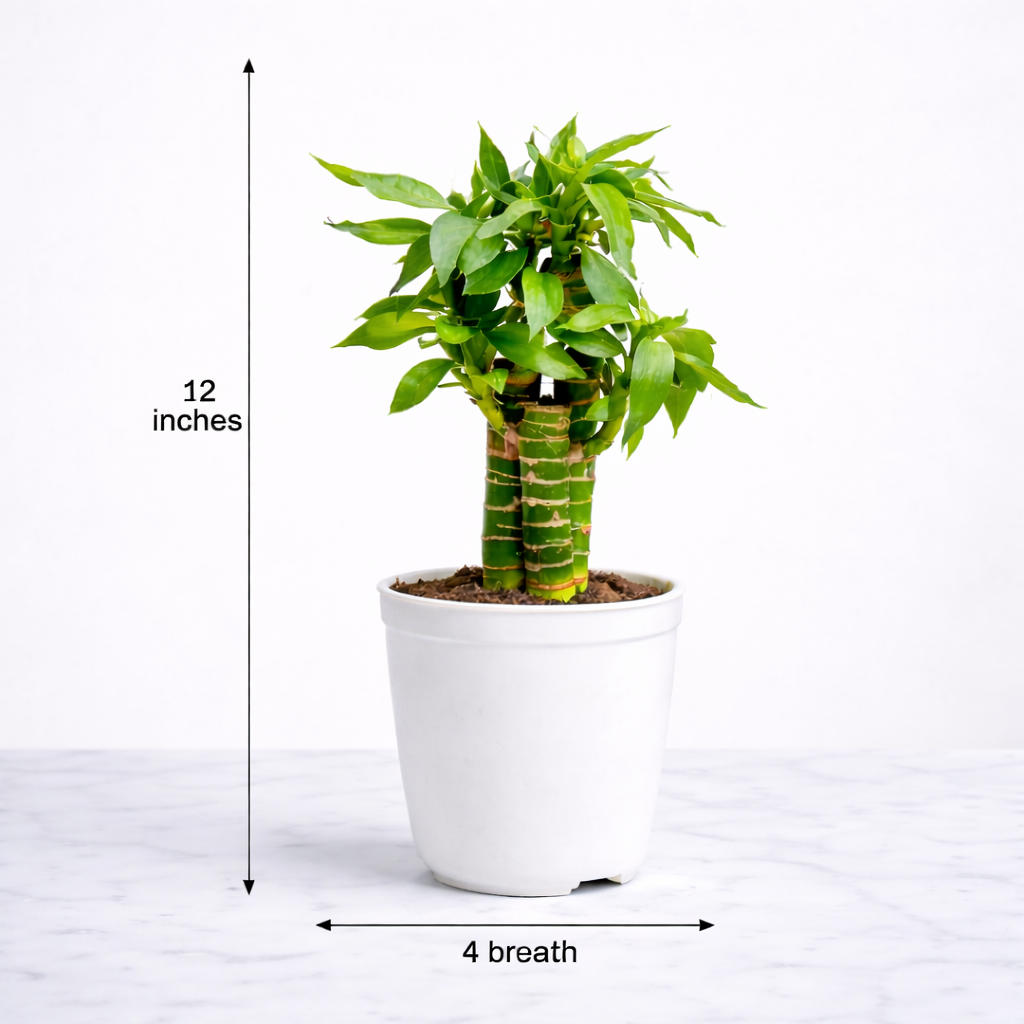 Vastu Heaolu Duo-EE