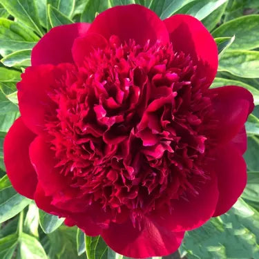 🌺Nuostabios mišrios bijūnų sėklos-LT