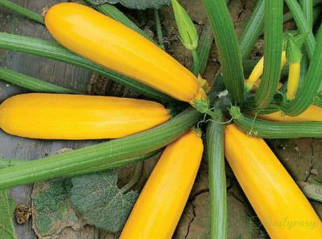 Bananinės cukinijos - Auksinės cukinijos🌿Galima auginti visus sezonus-LT