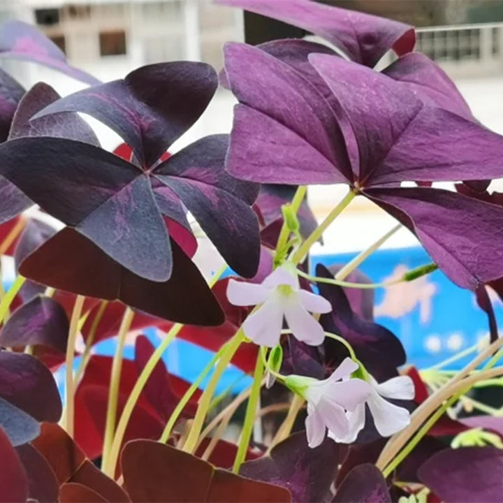 💜Violetinės sėkmės rūgštynių svogūnėliai-LT