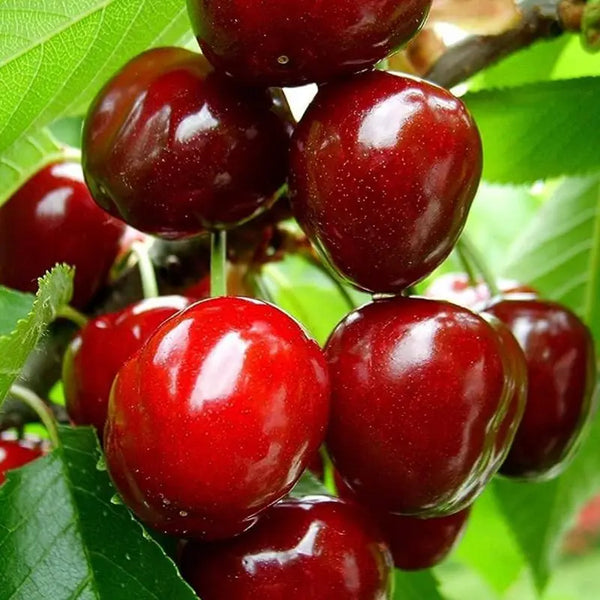 🌿Zelo velika semena češnje Gomahali🍒-SI