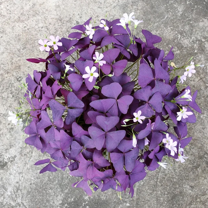 💜Violetinės sėkmės rūgštynių svogūnėliai-LT