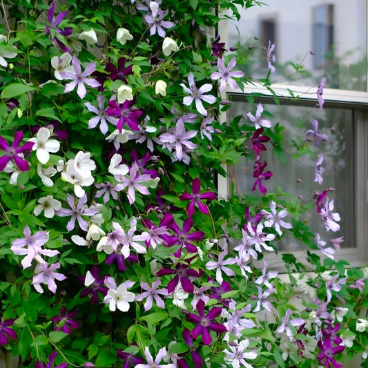 Clematis sėklos – vynmedžių karalienė-LT