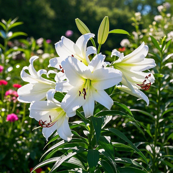 🌺Lukvice parfemskog ljiljana - svježe i slatke-HR
