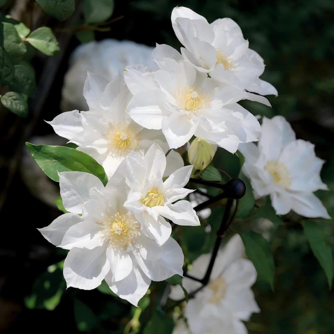 Clematis sėklos – vynmedžių karalienė-LT