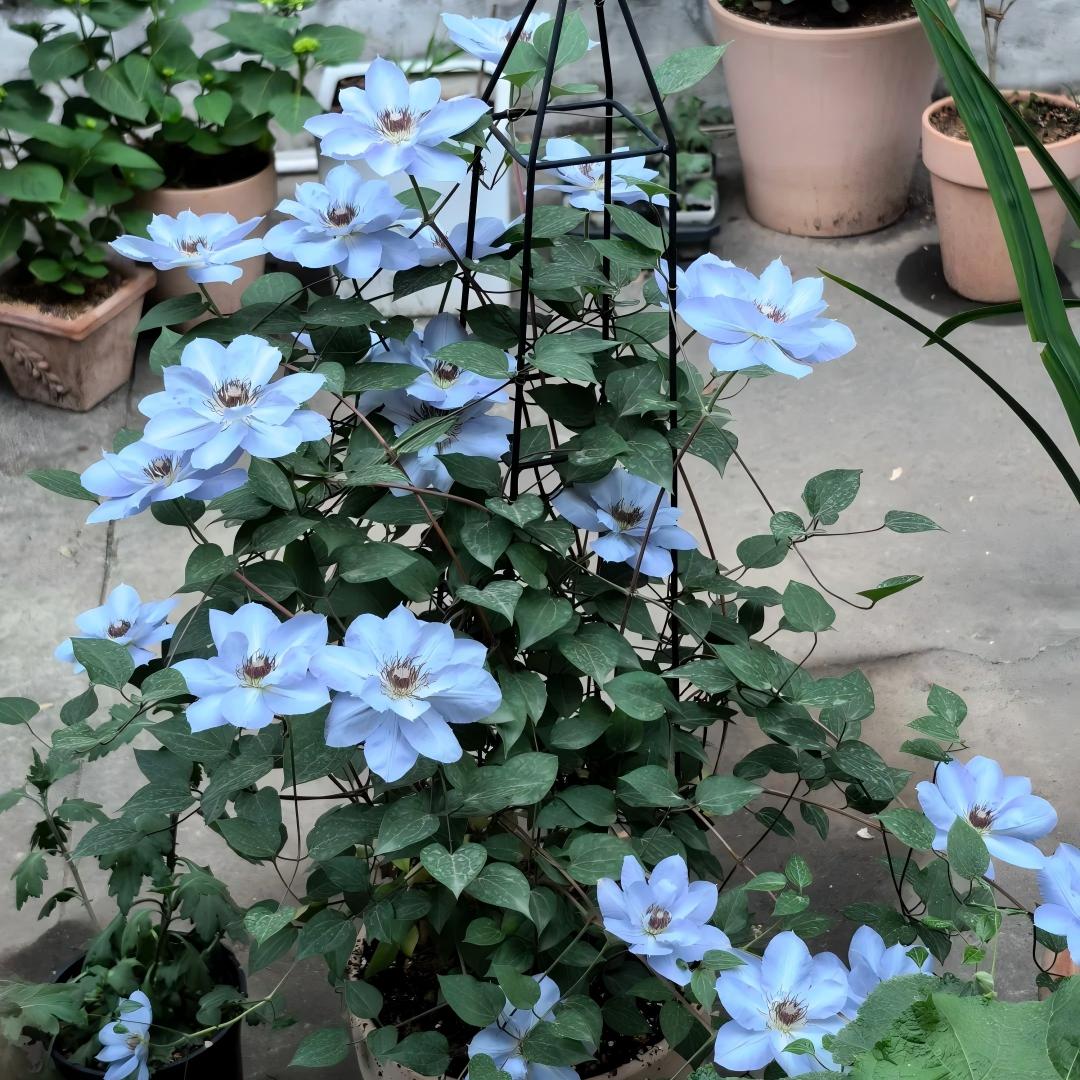 Clematis sėklos – vynmedžių karalienė-LT