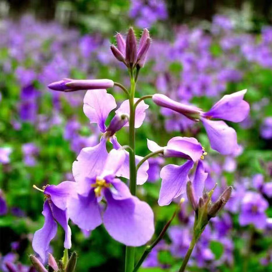💜Vasario orchidėjų sėklos | „Infinity Purple Sea“-LT