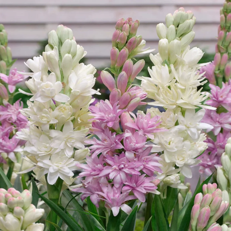 Bulbos de nardo de doble aroma – Moon Garden Flower-ES