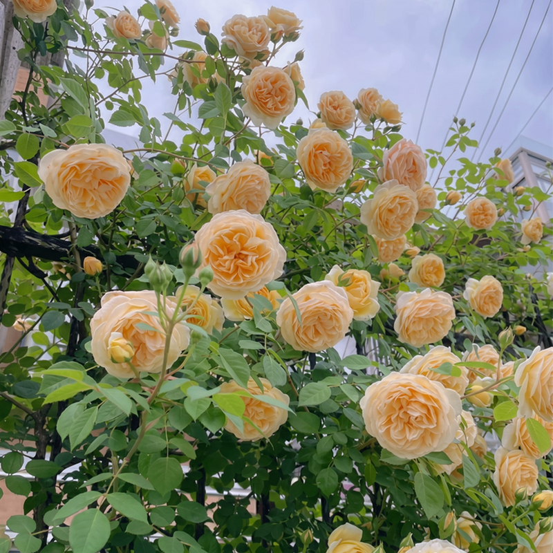 🌈 Aukščiausios kokybės vijoklinės rožės 🌹 Greitai augančios, lengvai prižiūrimos ir labai kvapnios ✨ Puikiai tinka bet kokiam sodui-LT