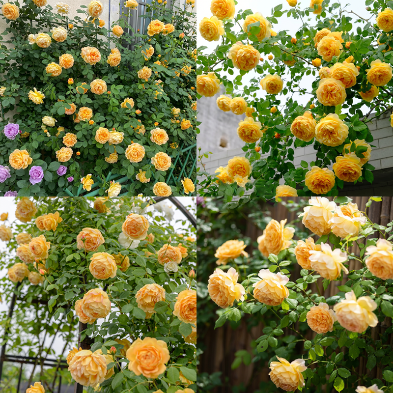 🌈 Aukščiausios kokybės vijoklinės rožės 🌹 Greitai augančios, lengvai prižiūrimos ir labai kvapnios ✨ Puikiai tinka bet kokiam sodui-LT