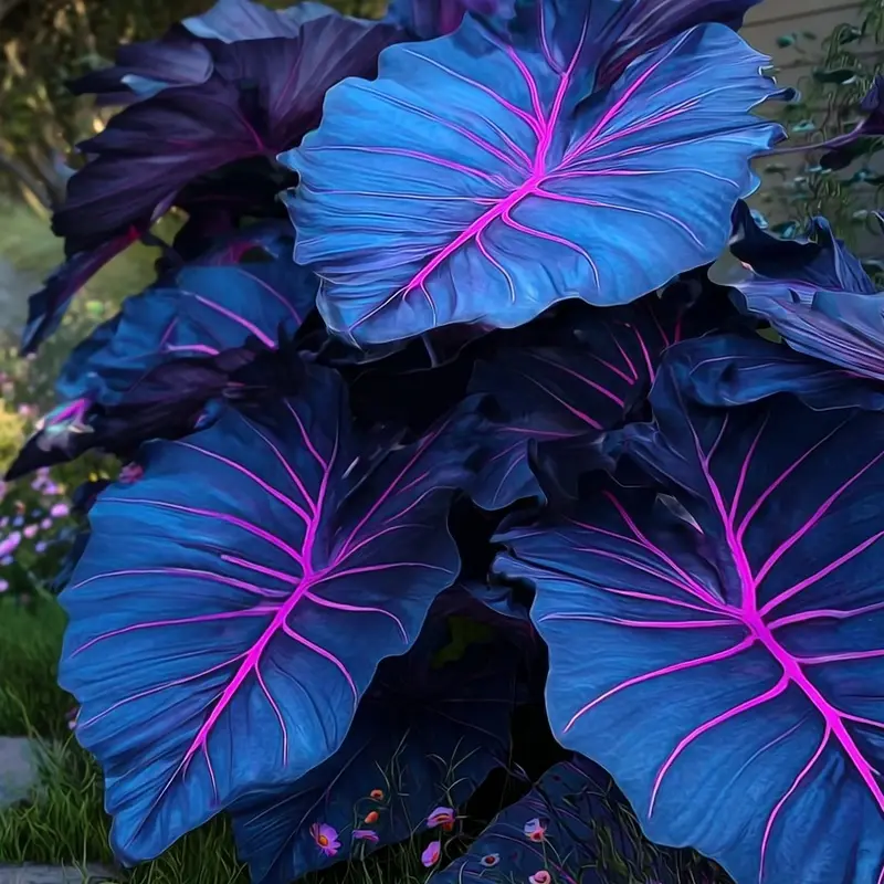 🌿 Σπάνιοι βολβοί Hosta🎁 Ειδική προσφορά 2025-GR