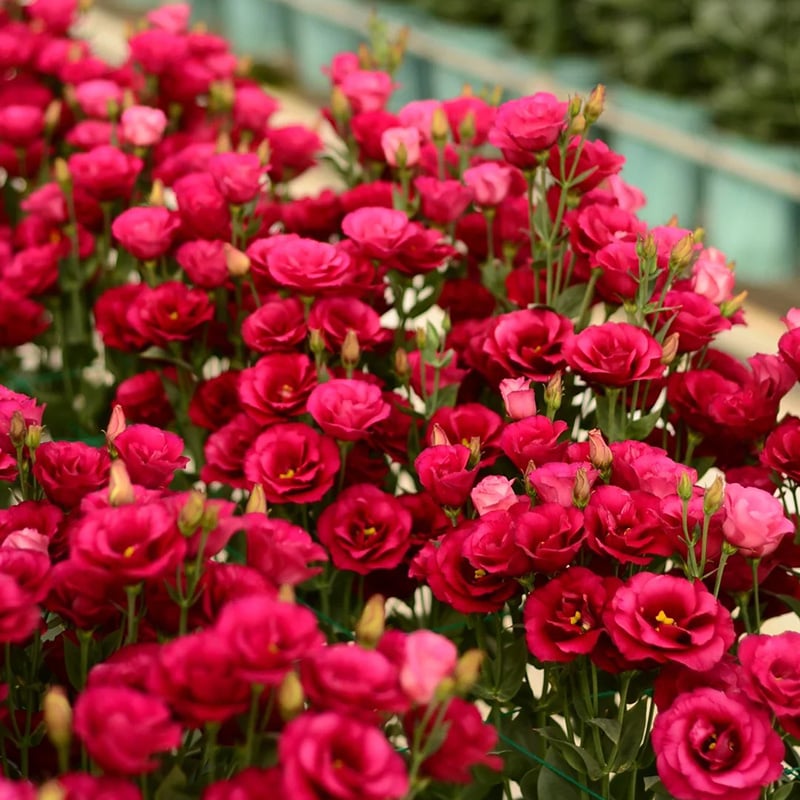 🔥Posljednji dan prodaje💝Eustoma Thornless Rose💐Sjemenke Lisianthusa-HR