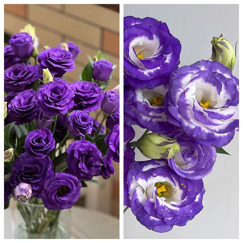 🔥Posljednji dan prodaje💝Eustoma Thornless Rose💐Sjemenke Lisianthusa-HR