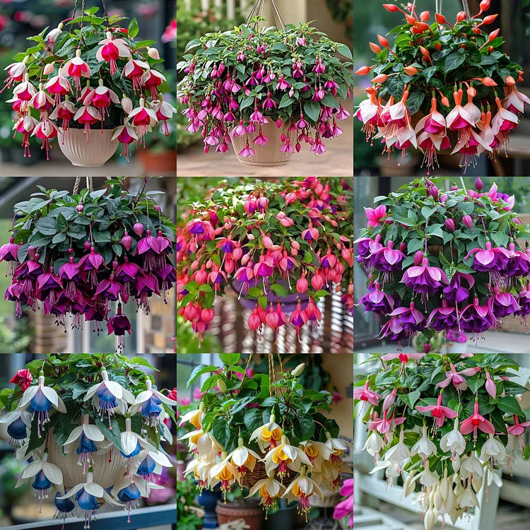 🌺Semillas de fucsia - Flor de linterna-ES