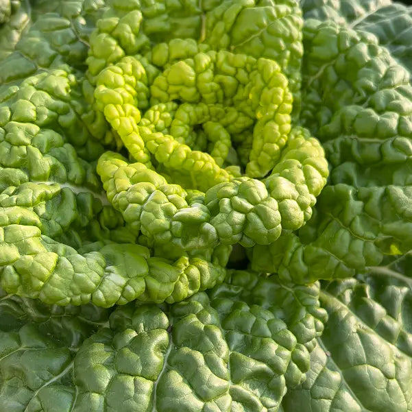 Σπόροι Brassica Narinosa (WuTat Choy)-GR