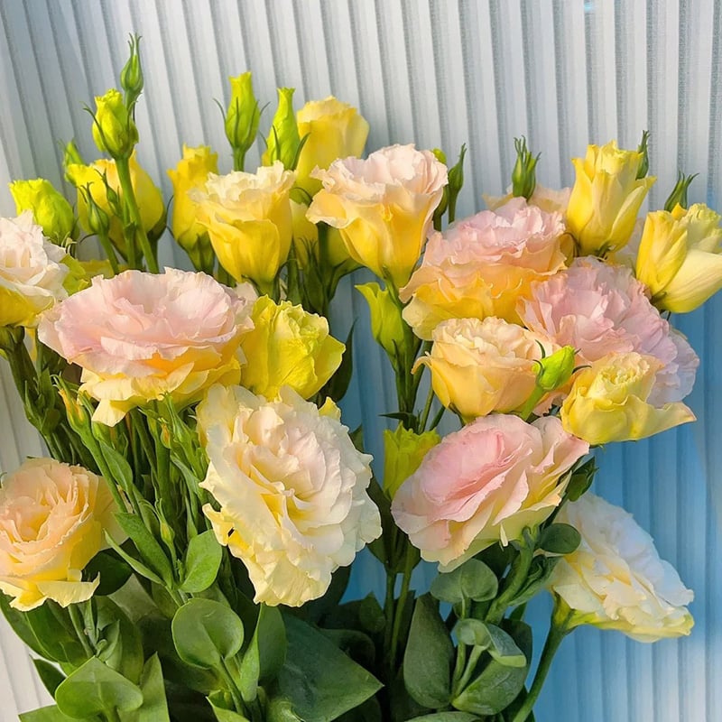 🔥Posljednji dan prodaje💝Eustoma Thornless Rose💐Sjemenke Lisianthusa-HR
