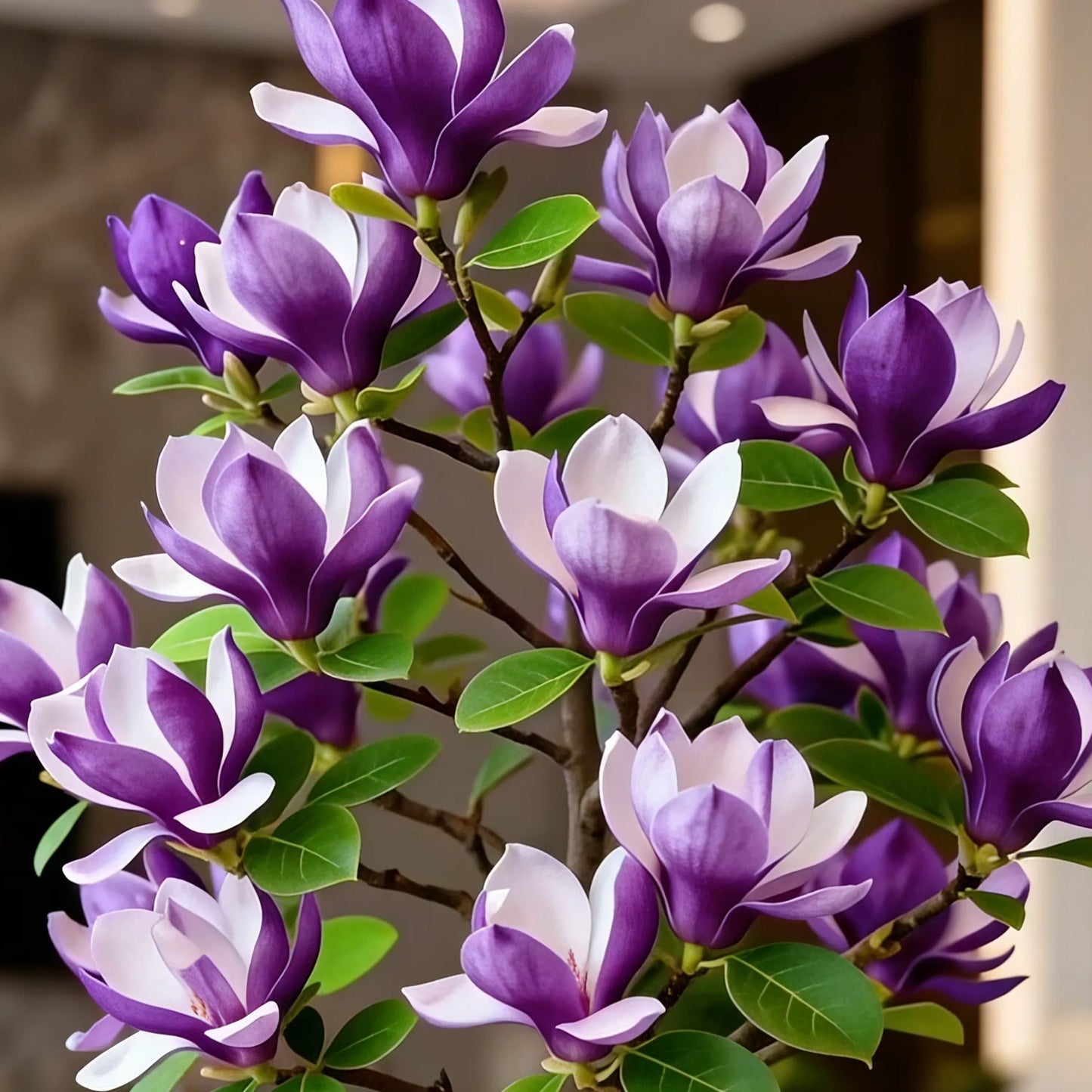 Magnolijos liliifloros svogūnėliai (violetinės orchidėjos) 🌸 Žiedai slepia lapus, ore tvyro kvapas-LT