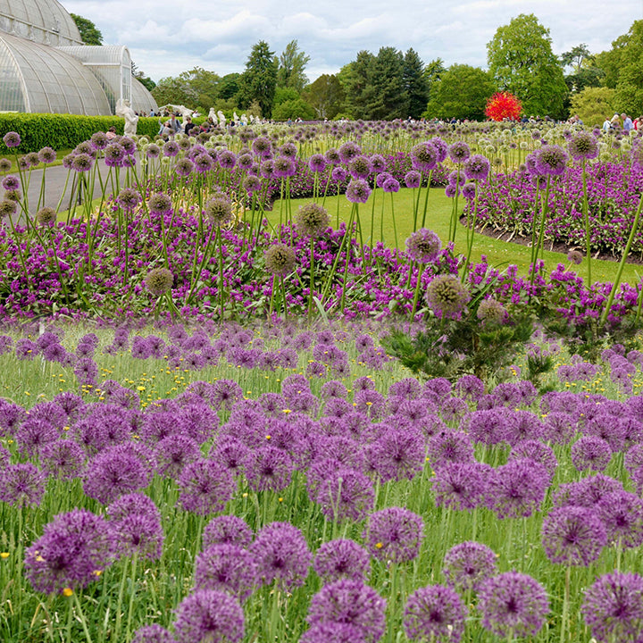 Okrasni cvet čebule (Allium Giganteum)-SI
