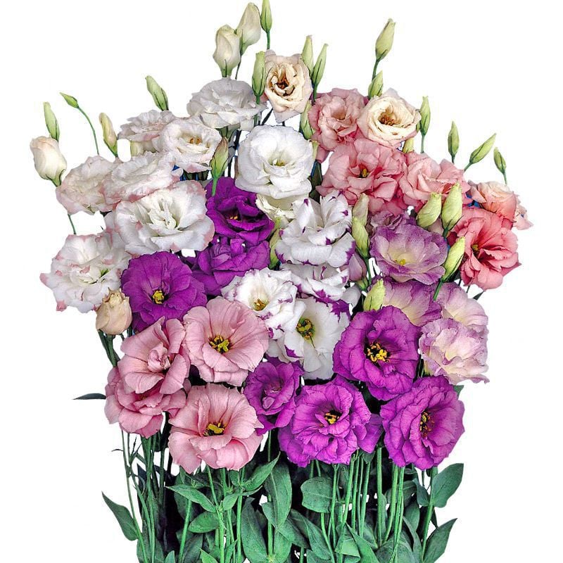 🔥Posljednji dan prodaje💝Eustoma Thornless Rose💐Sjemenke Lisianthusa-HR