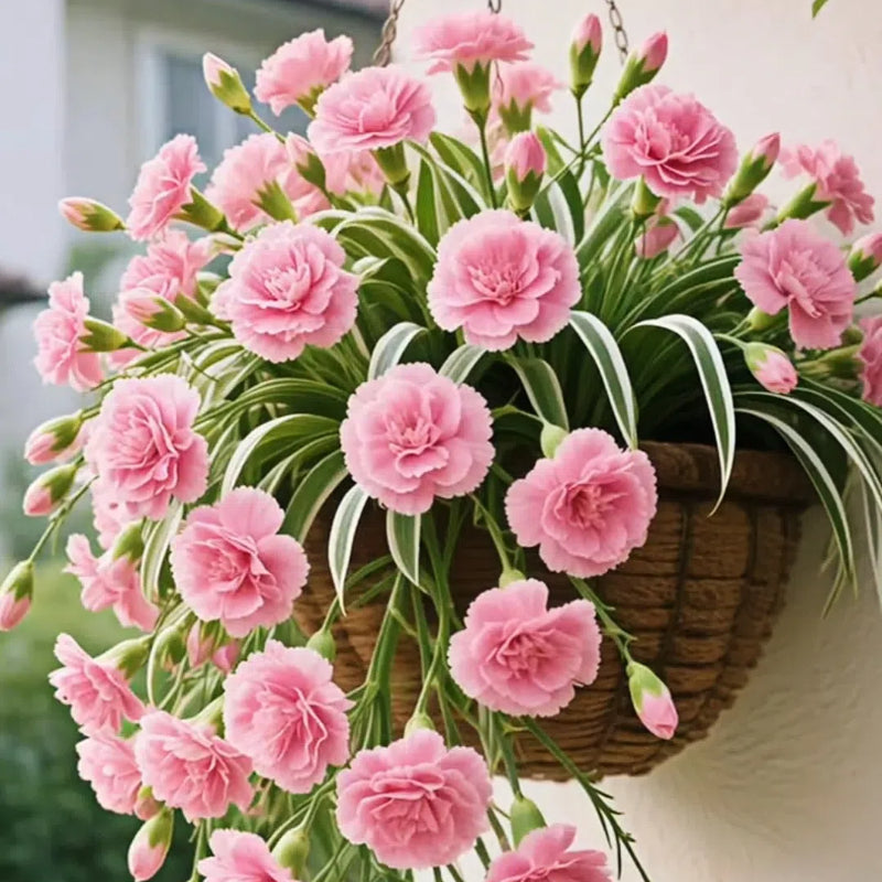 Semena/čebulice rastline pajek Grand Bloom 💐 Naravna viseča mojstrovina barv in gracioznosti-SI