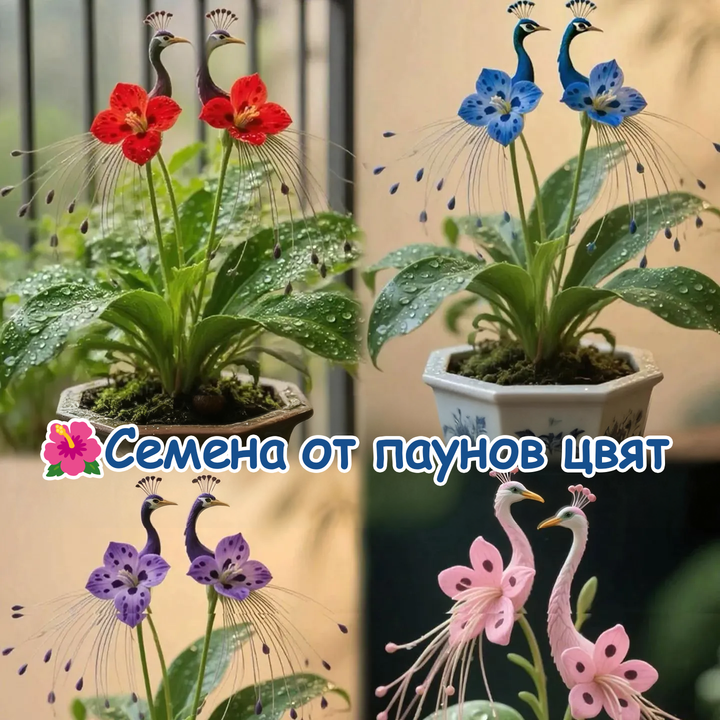 🌺 Σπόροι Ορχιδέας Παγώνι-GR