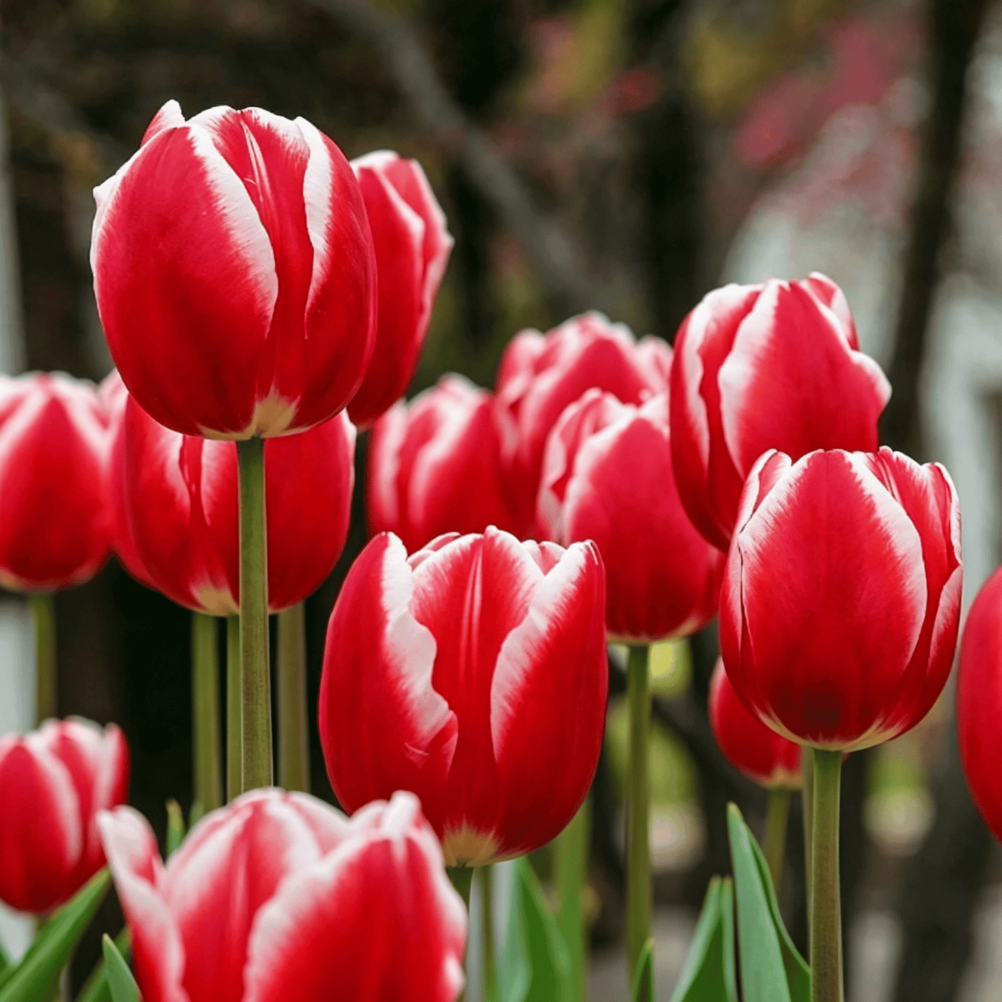 🌷Rijetko sjeme tulipana – šareni proljetni cvjetovi za lonce, obrube i vrtove-HR