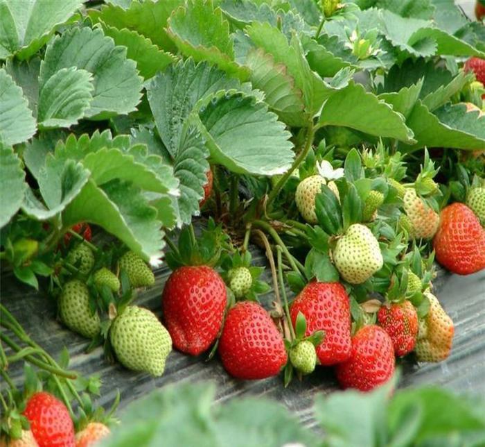 Semillas de fresa que producen todo el año-ES