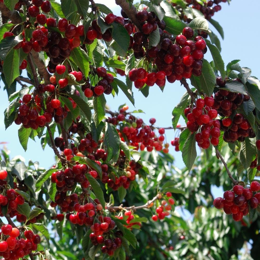 🏆ΠΑΝΩ ΑΠΟ 75.000 ΠΟΥΛΗΘΗΚΑΝ!🌳Σπόροι κερασιού - Νόστιμα, φρέσκα κεράσια περιμένουν τη συγκομιδή σας!-GR