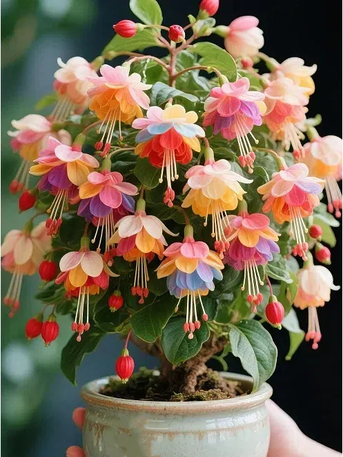 🌺Semillas de fucsia - Flor de linterna-ES