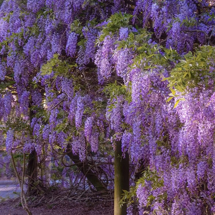 Semillas de glicina: la belleza en cascada del jardín todo el año-ES