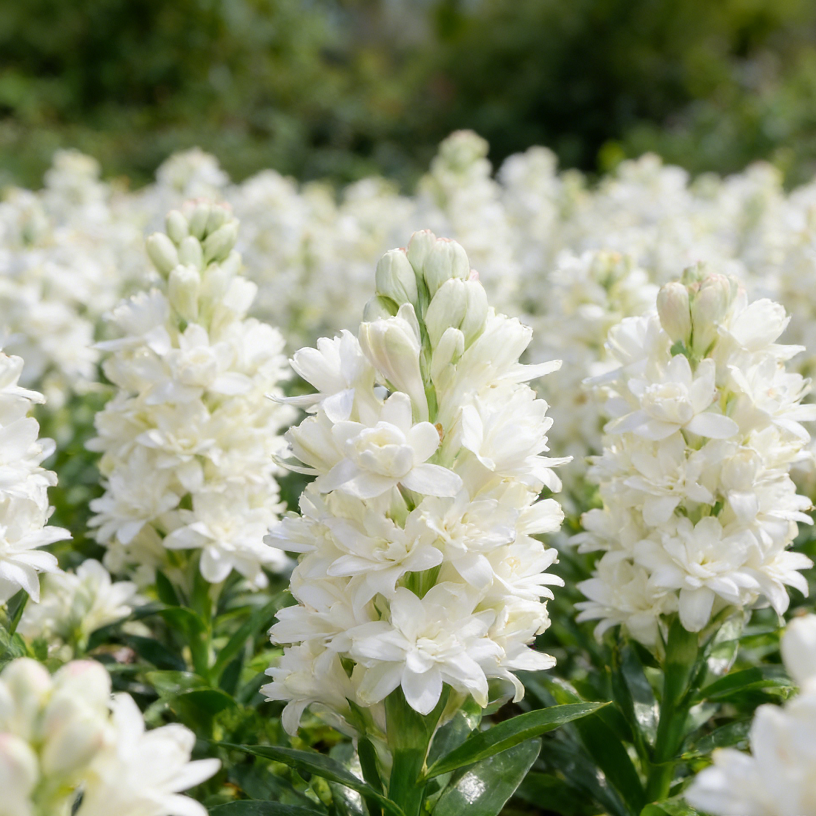 Bulbos de nardo de doble aroma – Moon Garden Flower-ES
