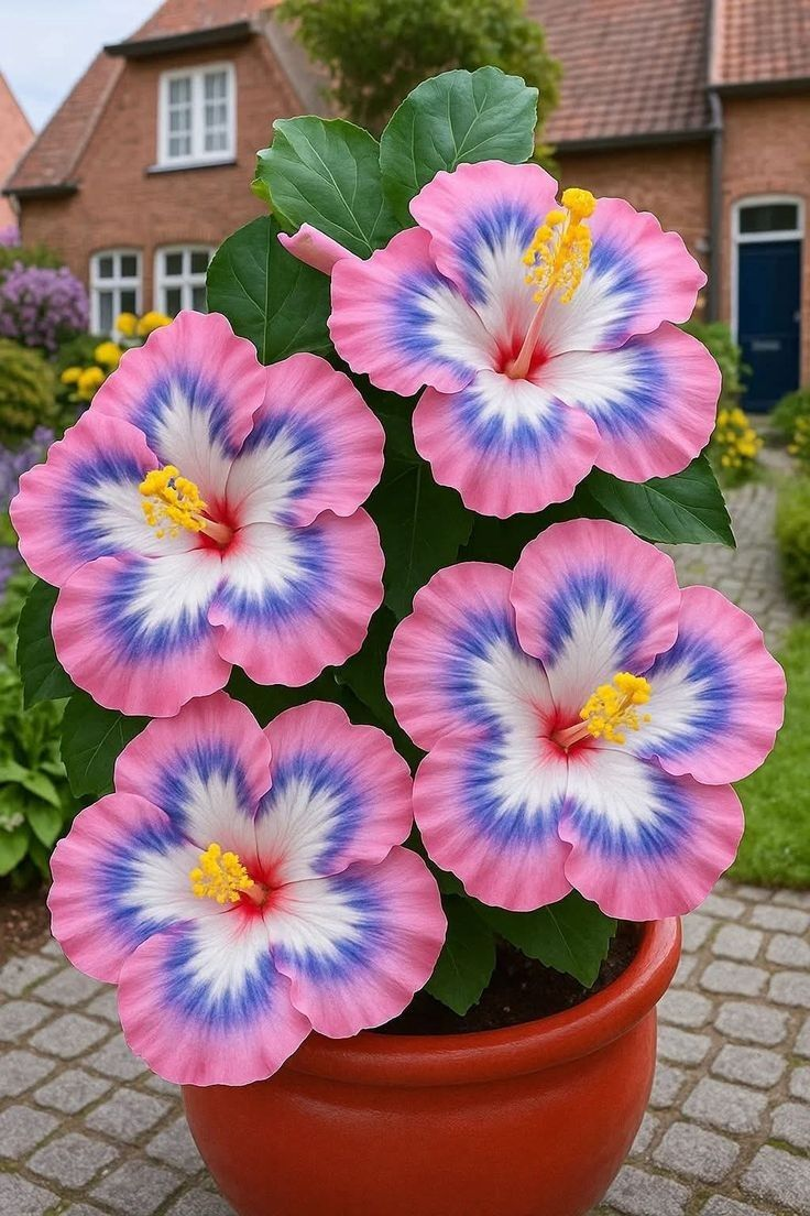 Vzácne cibuľky ibištekov – črepníkové, balkónové, zimná výsadba-SK