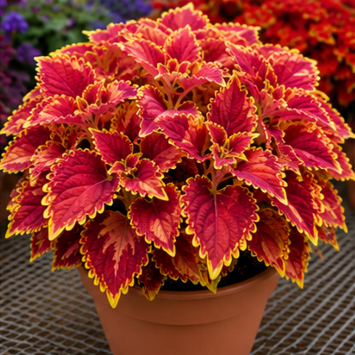 🌿Βολβοί Coleus🌷 – Γεμίστε τον κήπο σας με χρώμα🌈-GR