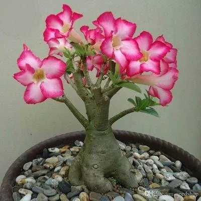 ✨Dykumos rožė🌹Atspari karščiui✨-LT