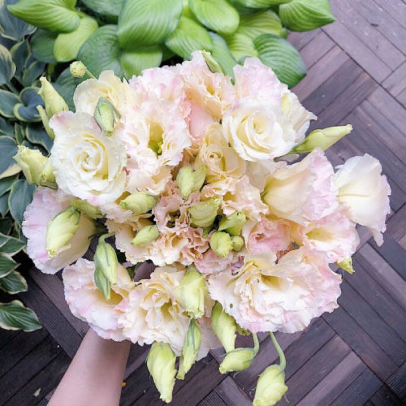 🔥Posljednji dan prodaje💝Eustoma Thornless Rose💐Sjemenke Lisianthusa-HR