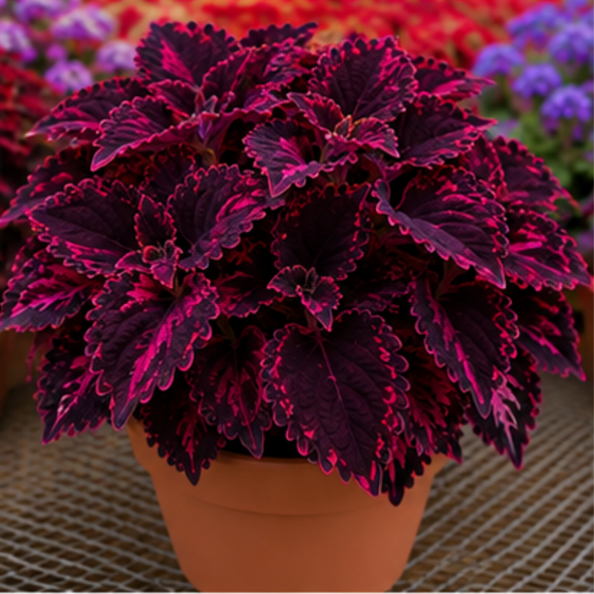 🌿Βολβοί Coleus🌷 – Γεμίστε τον κήπο σας με χρώμα🌈-GR