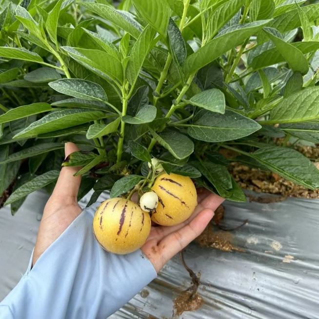 Voće ginsenga Pepino Sjemenke dinje-Solanum Muricatum-HR