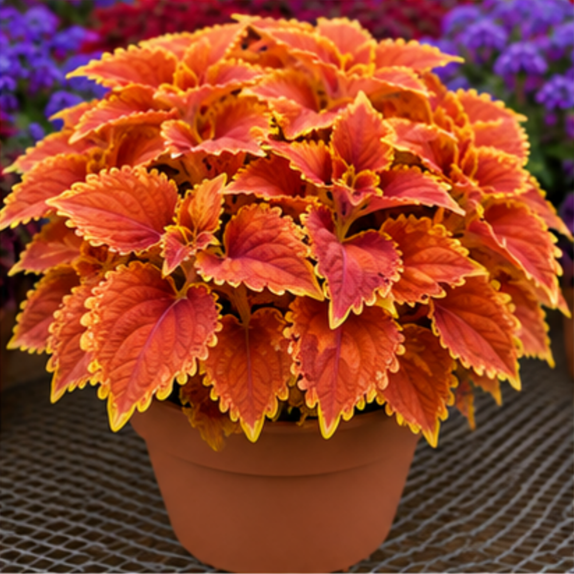 🌿Βολβοί Coleus🌷 – Γεμίστε τον κήπο σας με χρώμα🌈-GR