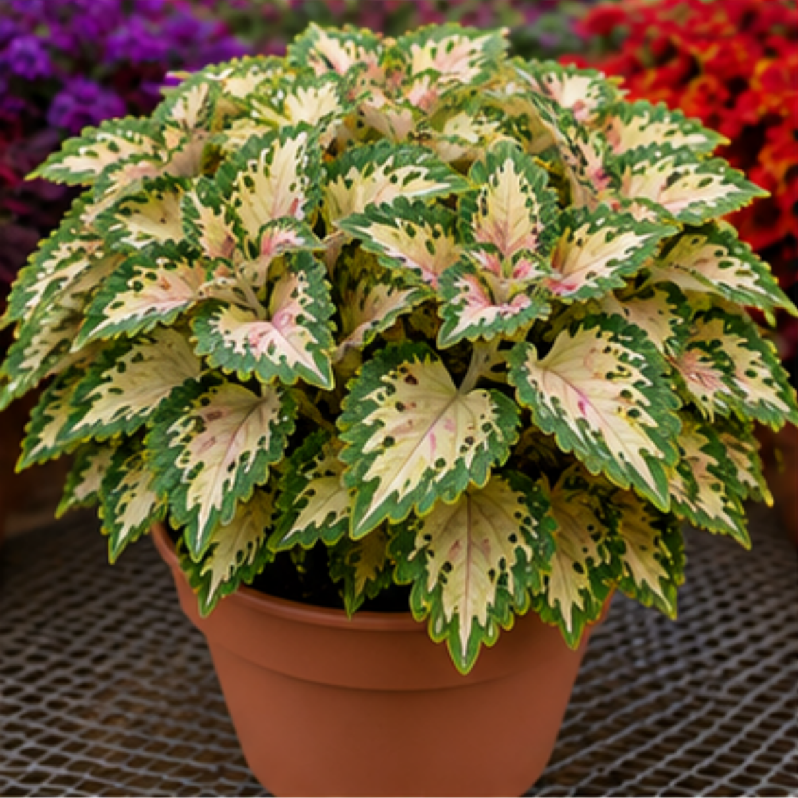 🌿Βολβοί Coleus🌷 – Γεμίστε τον κήπο σας με χρώμα🌈-GR