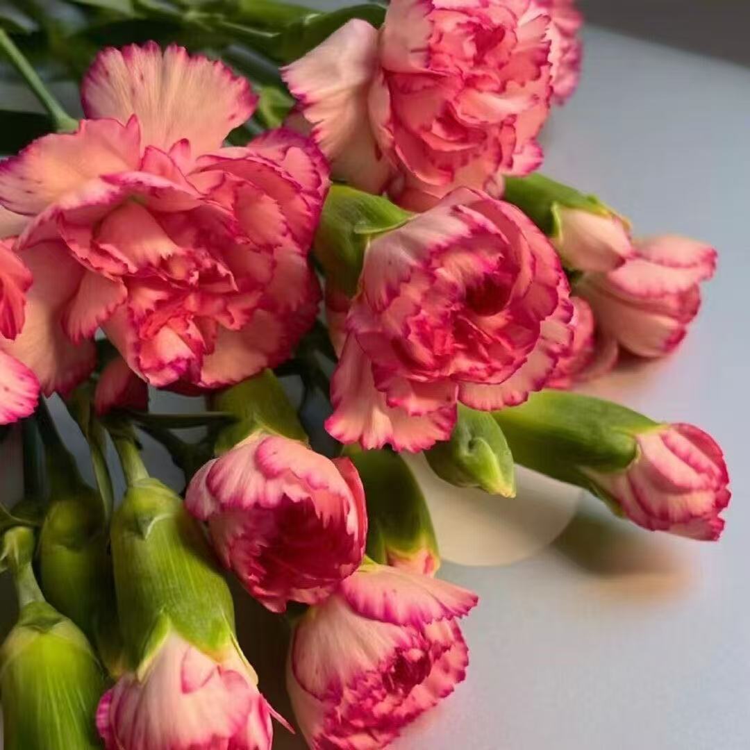Mirisni vrtni šarm – Uzgojite klasične karanfile koji impresioniraju svako godišnje doba🌺-HR
