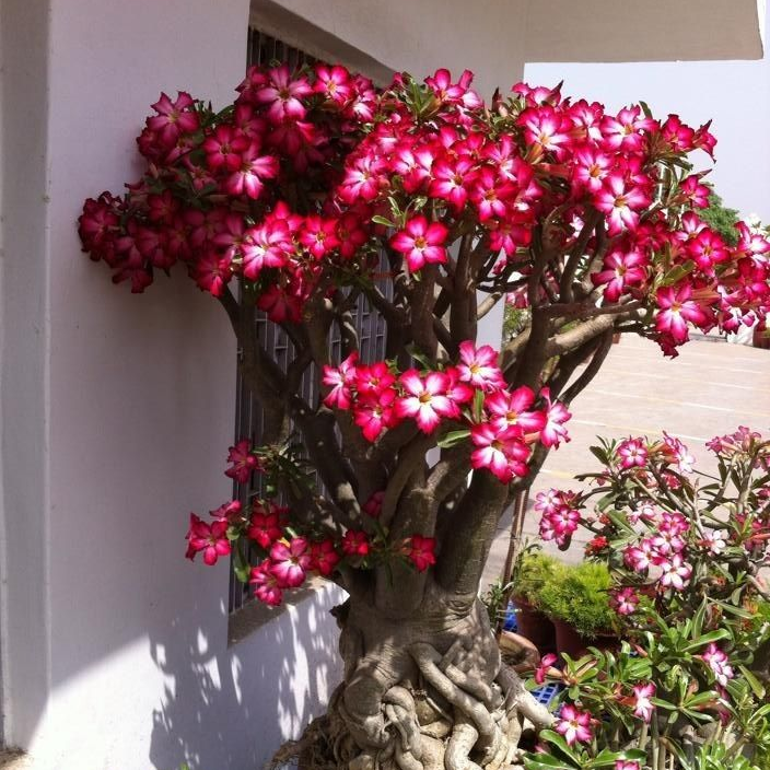 🎁Lukovice pustinjske ruže🌵Vrlo jednostavne za njegu! 🌸Lukovice Adenium Obesum-HR