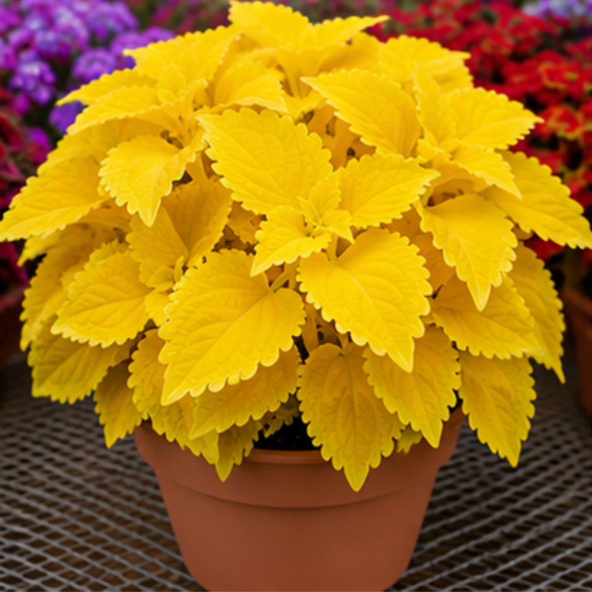 🌿Βολβοί Coleus🌷 – Γεμίστε τον κήπο σας με χρώμα🌈-GR