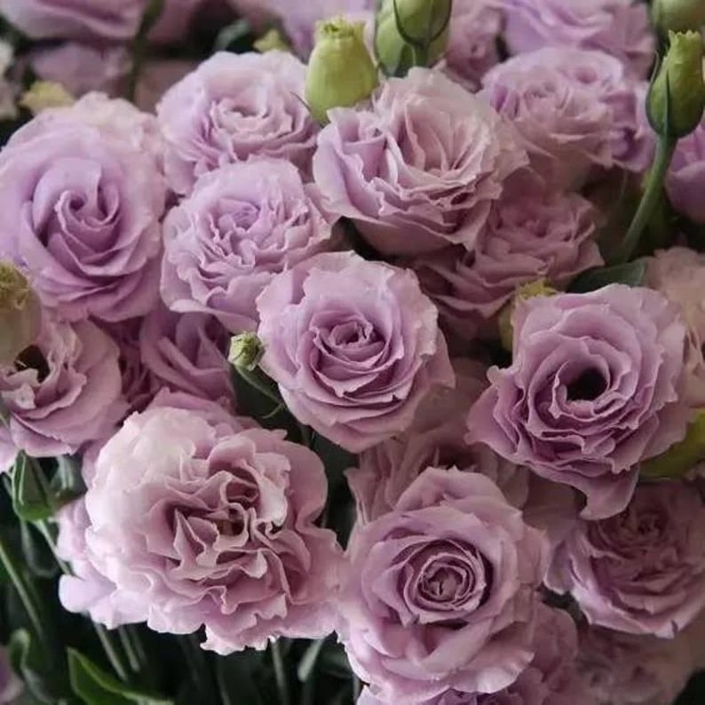 🔥Posljednji dan prodaje💝Eustoma Thornless Rose💐Sjemenke Lisianthusa-HR