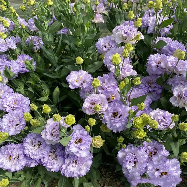 🔥Posljednji dan prodaje💝Eustoma Thornless Rose💐Sjemenke Lisianthusa-HR